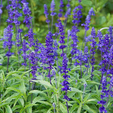 Salvia Victoria Blue