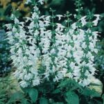 Salvia coccinea Hummingbird Snow Nymph