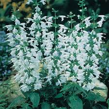 Salvia coccinea Hummingbird Snow Nymph