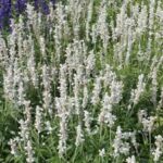 Salvia farinacea Victoria White