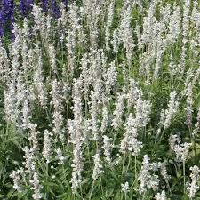 Salvia farinacea Victoria White