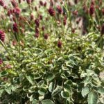 Sanguisorba officinalis Little Angel