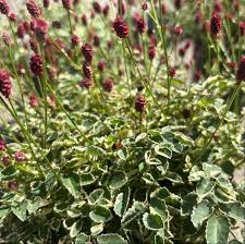 Sanguisorba officinalis Little Angel