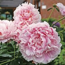 Sarah Bernhardt Peony