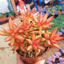 Sedum Firestorm