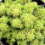 Sedum japonicum Tokyo Sun