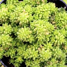 Sedum Tokyo Sun