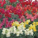 Snapdragon Floral Showers Mix