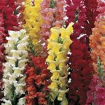 Snapdragon Liberty Classic Mix