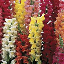 Snapdragon Liberty Classic Mix