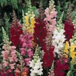 Snapdragon Rocket Mix