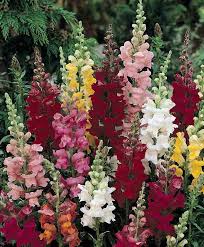 Snapdragon Rocket Mix