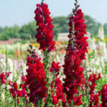 Snapdragon Rocket Red
