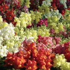 Snapdragon Snap Shot Mix