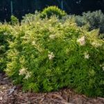 Sorbaria sorbifolia First Editions Matcha Ball