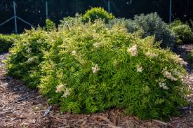 Sorbaria sorbifolia