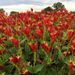 Spigelia marilandica Little Redhead