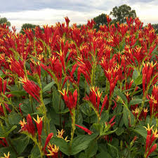 Spigelia marilandica Little Redhead
