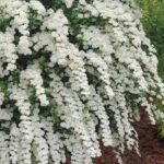 Spiraea x vanhouttei Renaissance Bridalwreath