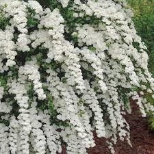 Spiraea x vanhouttei ‘Renaissance’