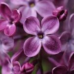 Syringa Declaration Lilac