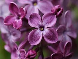 Syringa ‘Declaration’