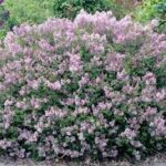 Syringa meyeri Palibin Dwarf Korean Lilac