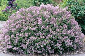 Syringa meyeri