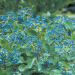 Viburnum dentatum Blue Muffin