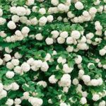 Viburnum opulus Roseum Snowball