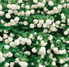 Viburnum opulus Roseum Snowball