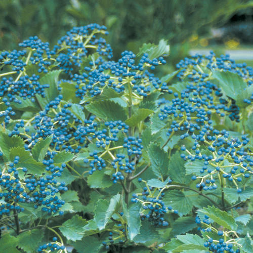 Viburnum