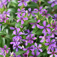 Vinca Soiree Kawaii Blueberry Kiss