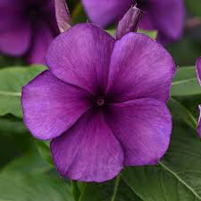 Vinca Tattoo Blueberry