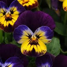 Viola Sorbet Midnight Glow