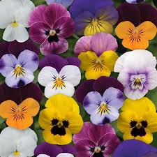 Viola Sorbet XP Spring Select Mix