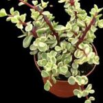 Portulacaria afra f. variegata
