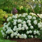 Hydrangea arborescens Incrediball
