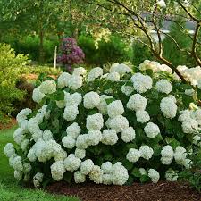 arborescens