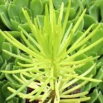 Senecio barbertonicus Himalaya