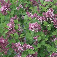 bloomerang