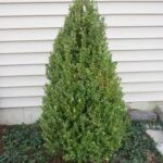 Buxus Green Mountain Boxwood