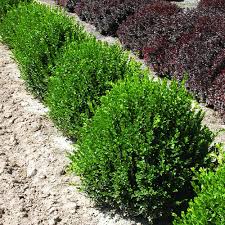boxwood 2