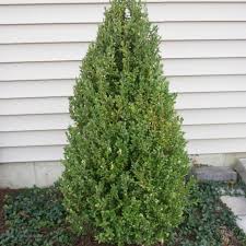 boxwood