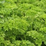 Petroselinum crispum Curley Parsley