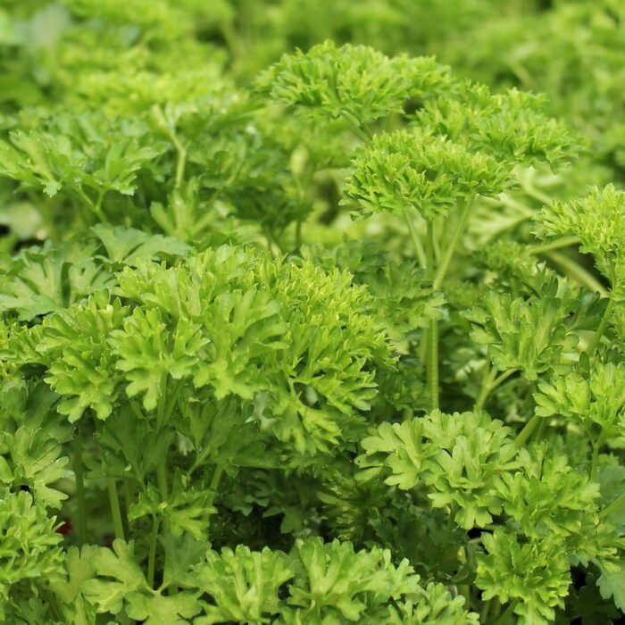 Petroselinum crispum Curley Parsley