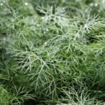 Anethum graveolens Dill