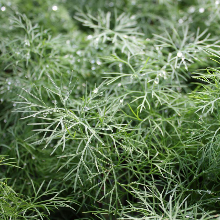dill