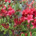 Rhododendron Millenium Azalea