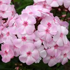 paniculata ‘